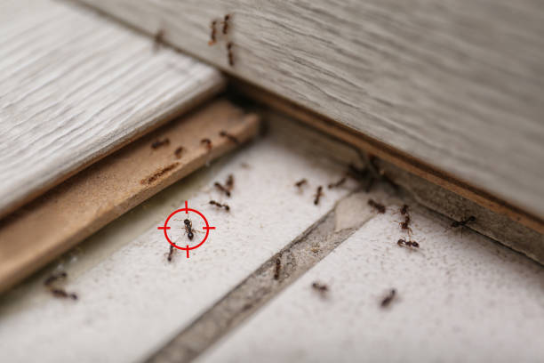 Best Wasp Removal Services  in Barrington, NJ