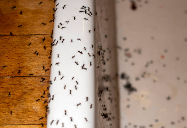 Best Commercial Pest Control Services  in Barrington, NJ